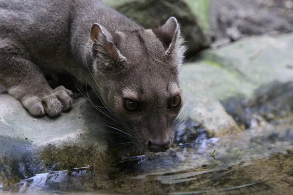 Zbliżenie Zwierząt Zoo — Zdjęcie stockowe