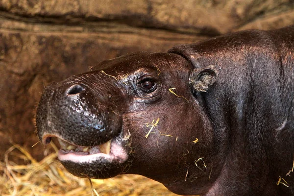 Flusspferd Säugetier Nilpferd — Stockfoto