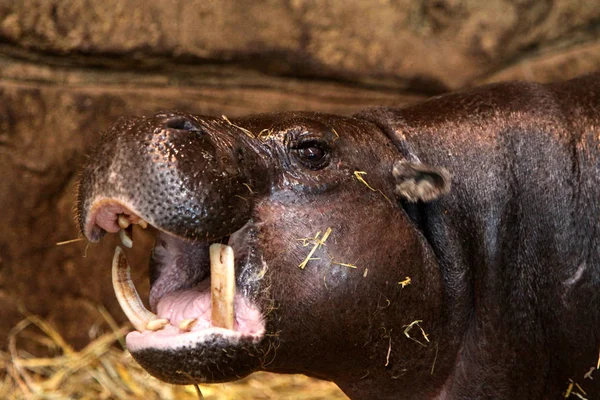 Hippopotame Mammifère Animal Hippopotame — Photo