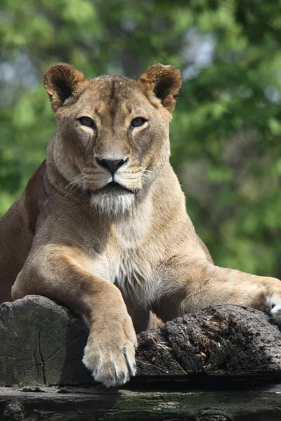 Löwin Tier Wilde Raubkatze — Stockfoto