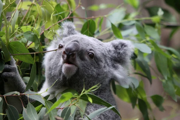 Koala Orso Fauna Selvatica Albero Animale — Foto Stock
