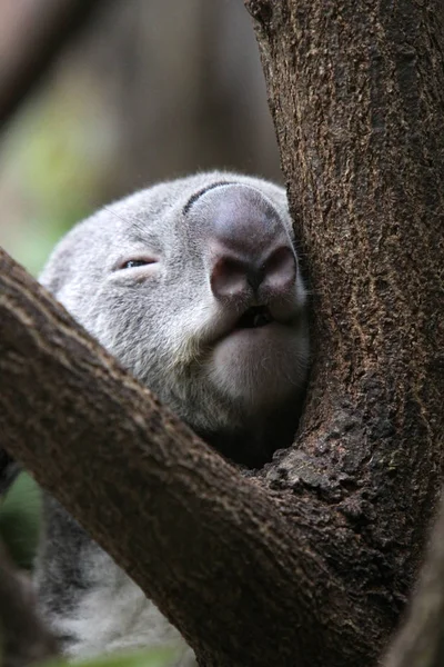 Urso Coala Animais Selvagens Árvore — Fotografia de Stock