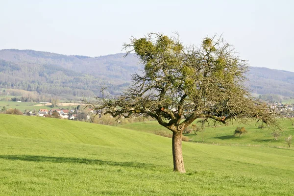 Pitoresca Vista Paisagem Rural — Fotografia de Stock