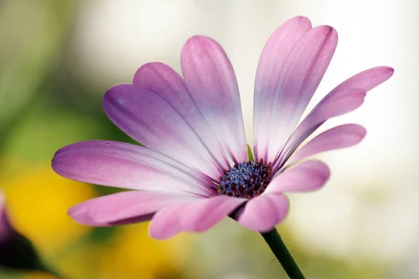 Verschiedene Blüten Selektiver Fokus — Stockfoto