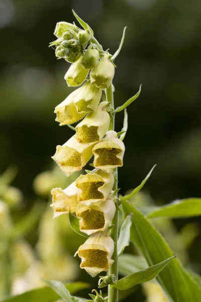 Foxglove Cloches Fleurs Flore — Photo