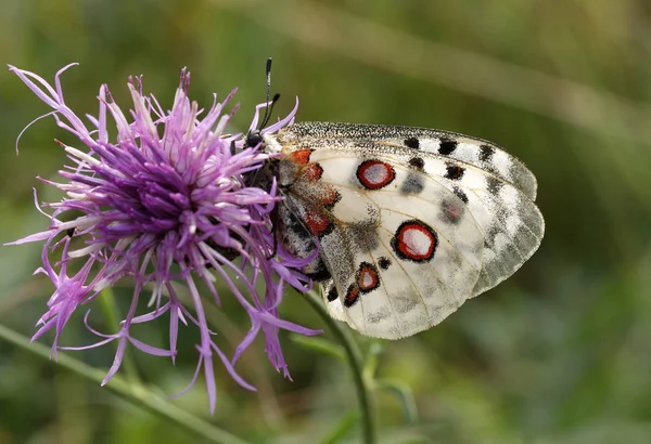 Vue Rapprochée Belle Exotique Faiblir — Photo