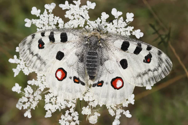 Vue Rapprochée Belle Exotique Faiblir — Photo