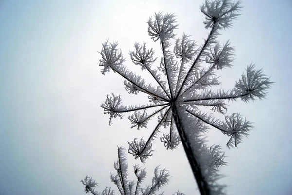 Vue Une Scène Hivernale — Photo