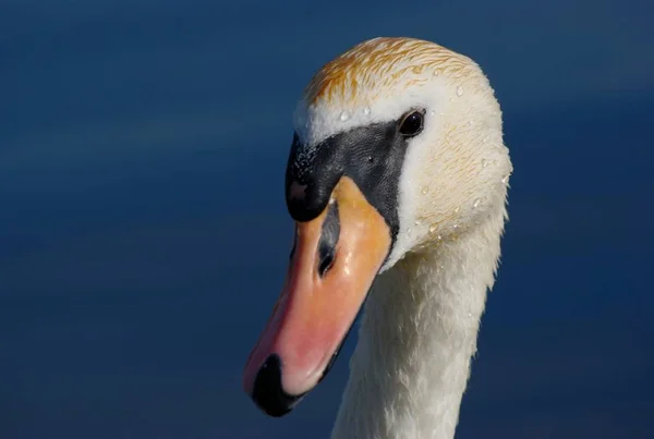 Ritratto Cigno Che Guarda — Foto Stock