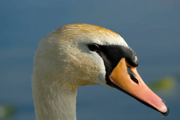 Portrait Lonely Swan — Stock Photo, Image