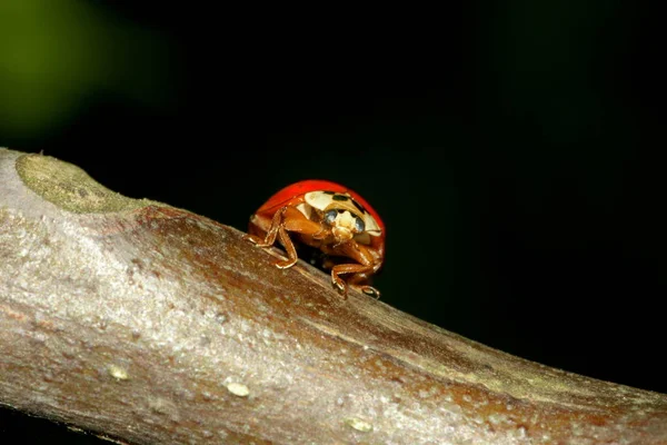 Close Bug Natureza Selvagem — Fotografia de Stock