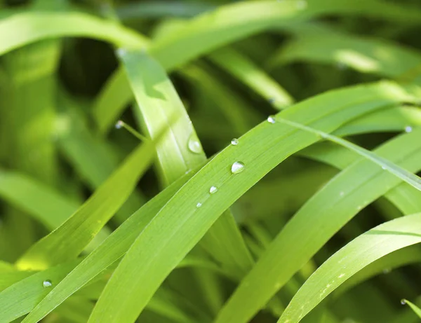 Травяная Флора Растения Природе — стоковое фото