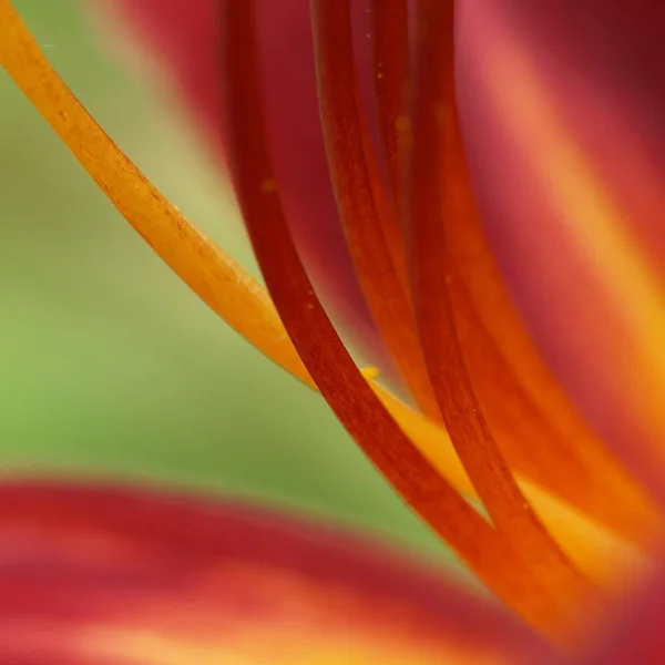 Closeup View Beautiful Lily Flower — Stock Photo, Image