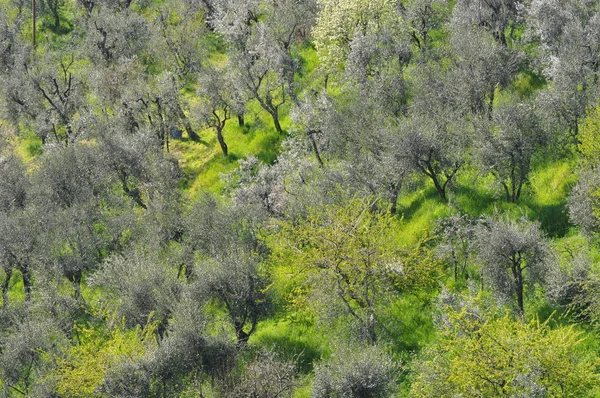Tuscany Olive Grove Spring — Stock Photo, Image