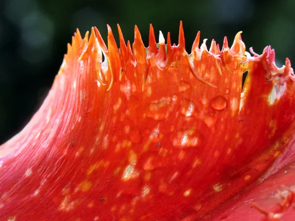 Tulips Leaf Cutout — Stock Photo, Image