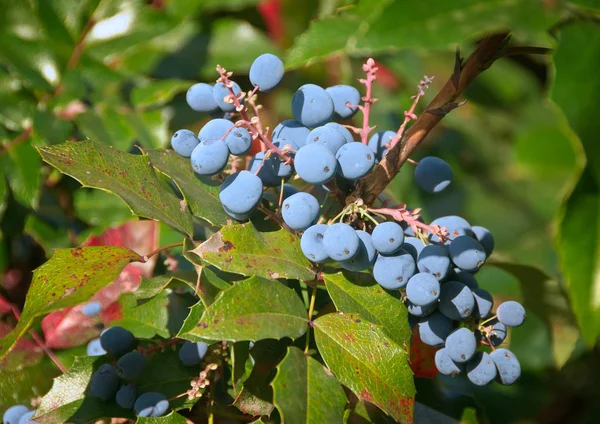 Mahonia Mahonia Aquifolium Uva Orégano — Foto de Stock