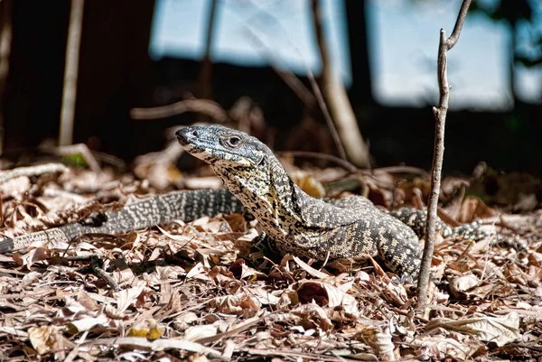 Παρακολούθηση Lizard Στις Whitsundays — Φωτογραφία Αρχείου