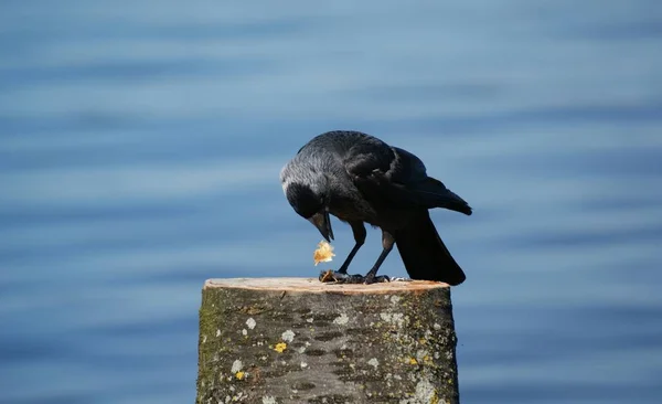 Schilderachtig Uitzicht Prachtige Vogel Natuur — Stockfoto