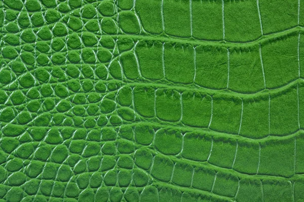 Peau Serpent Vert Texture — Photo