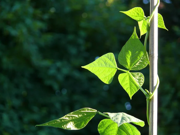 美丽的植物学照片 天然壁纸 — 图库照片