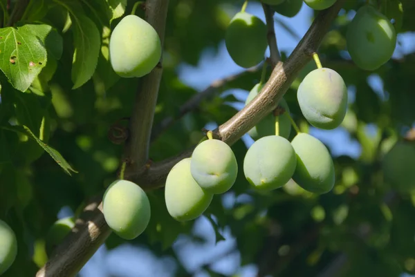 Unripe Plums Unripe Plums — Stock Photo, Image