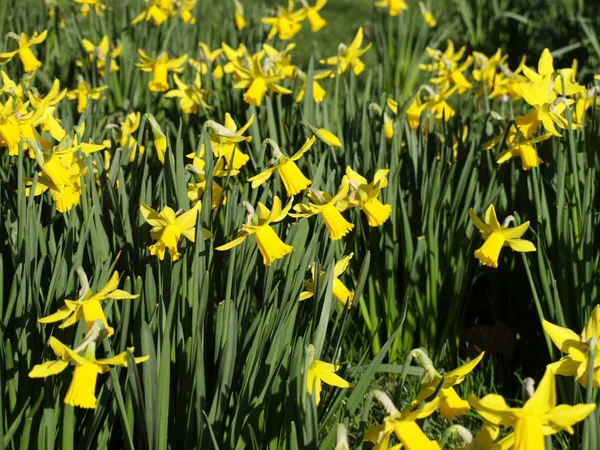 Jonquilles Narcisse Printemps Fleur — Photo