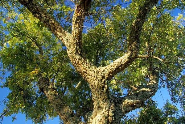 软木塞橡树 自然植物 — 图库照片