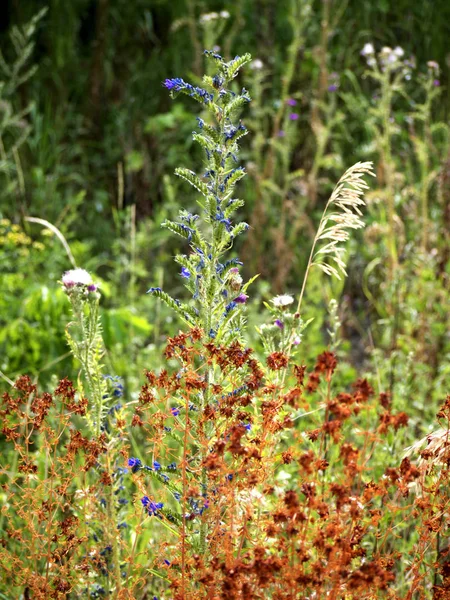 Sommerwiesenpflanzen Flora Und Fauna — Stockfoto