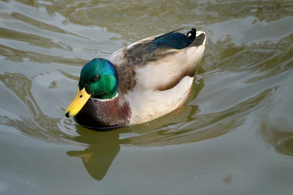 Swimming Bird Wildness Concept — Stock Photo, Image