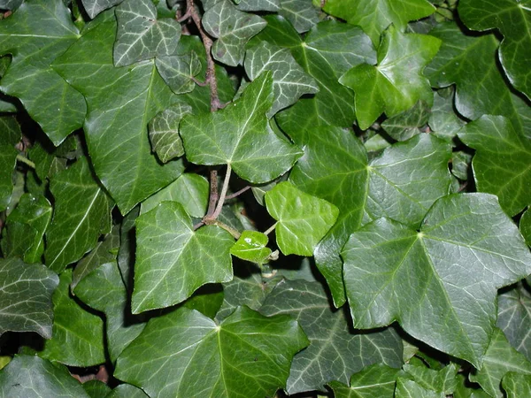 Hojas Hiedra Planta Trepadora Follaje Flora — Foto de Stock