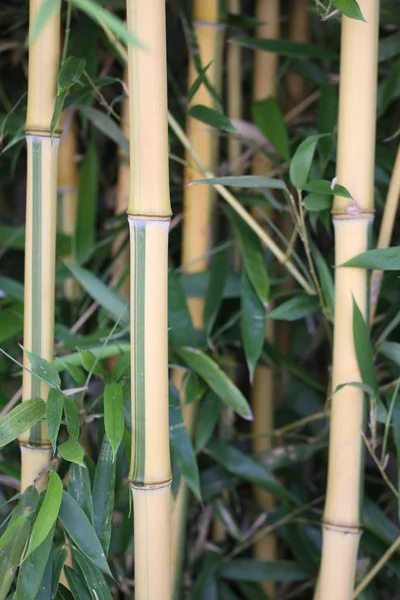 Bamboo Plant Garden — Stock Photo, Image