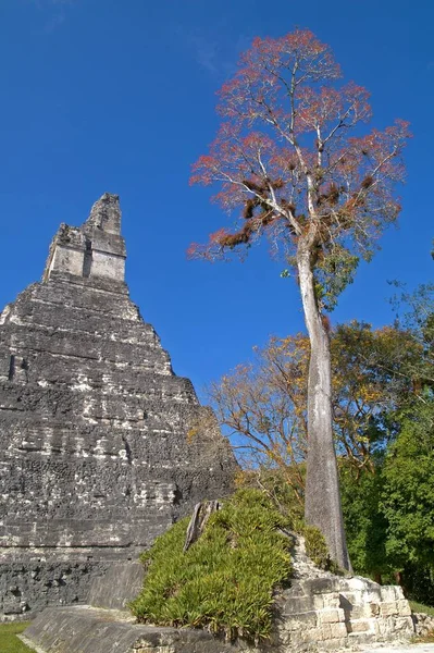 Sacred Ceiba Tree Tikal — Stock Photo, Image