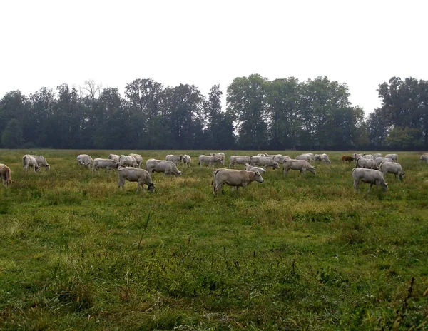 Festői Kilátás Táj Táj — Stock Fotó