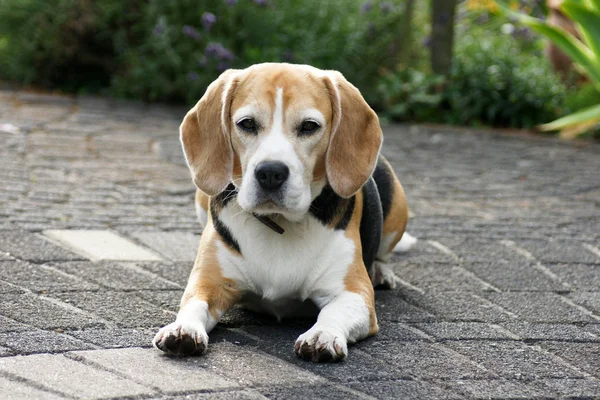 可愛くて愛らしいビーグル犬の肖像画 — ストック写真