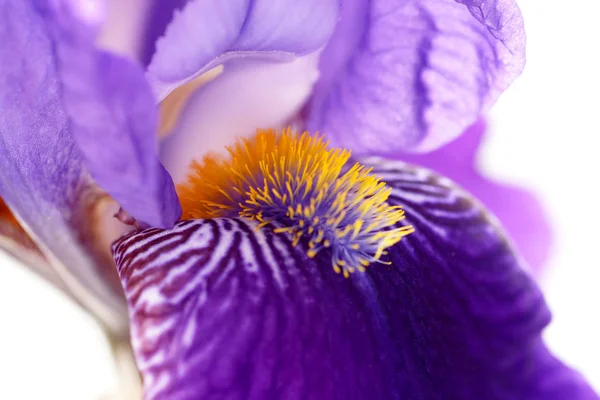 Festői Kilátás Gyönyörű Írisz Virág — Stock Fotó