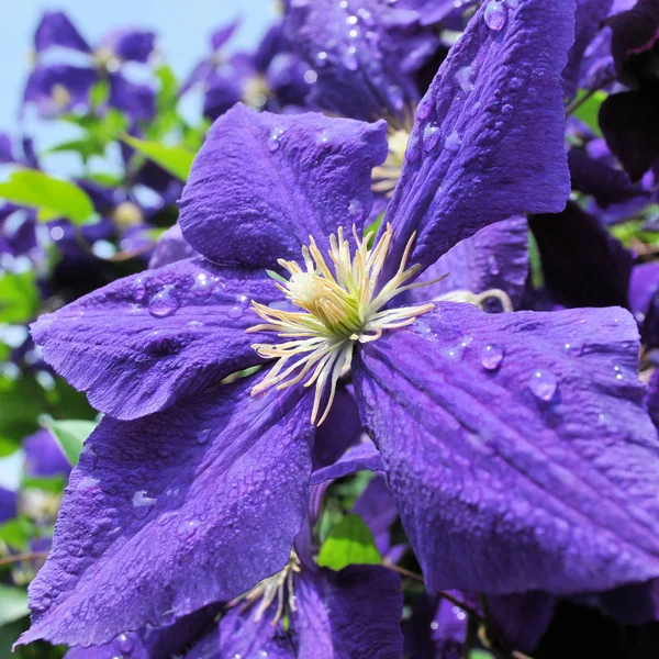 雨滴とクレマチスの花 — ストック写真