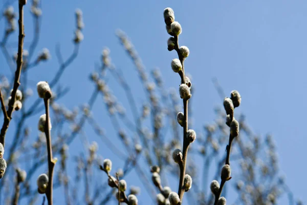 Pussy Willow Spring Catkin — стоковое фото