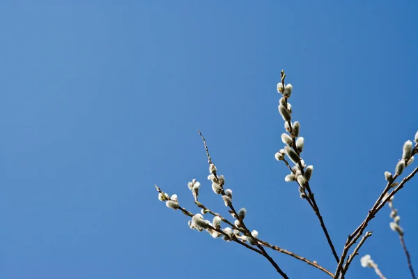 Vista Vicino Salice Catkins — Foto Stock