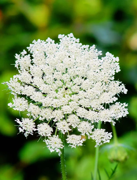 異なる花 選択的焦点 — ストック写真