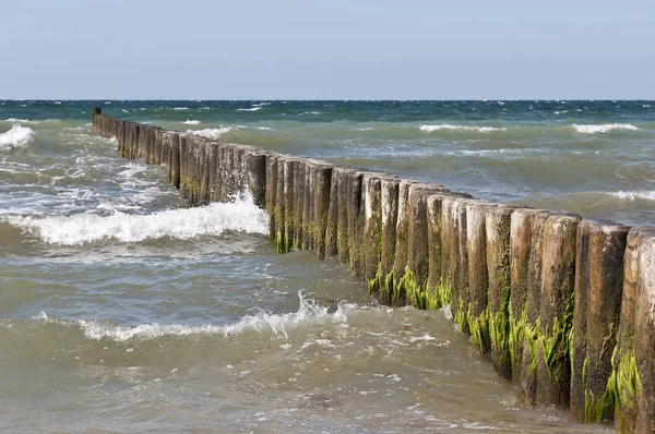 Ljumskar Det Baltiska Havet — Stockfoto