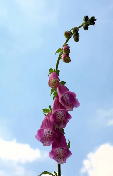 Krásné Kvetoucí Květiny Příroda Pozadí — Stock fotografie