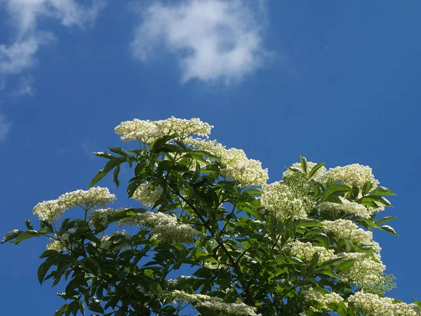 白色接骨木花 植物植物 — 图库照片