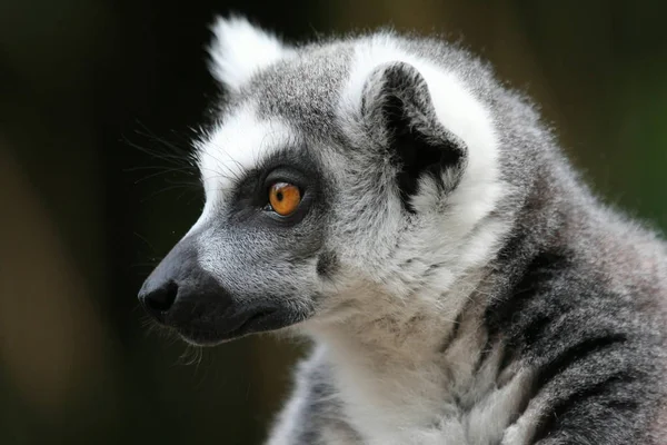Ring tailed lemur animal, flora and fauna