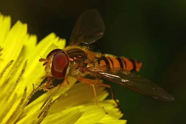 Closeup View Insect Nature — Stock Photo, Image