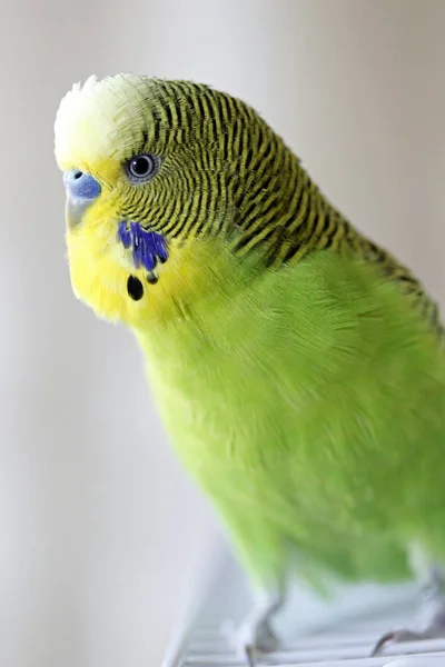 Aussichtsreiche Aussicht Auf Schöne Vögel Der Natur — Stockfoto