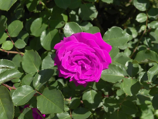 Rosenblütenblätter Botanische Flora — Stockfoto