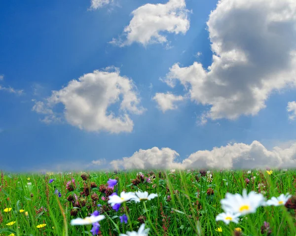 Zonnebloem Close Uitzicht — Stockfoto