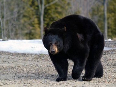 black bear, wild animal clipart