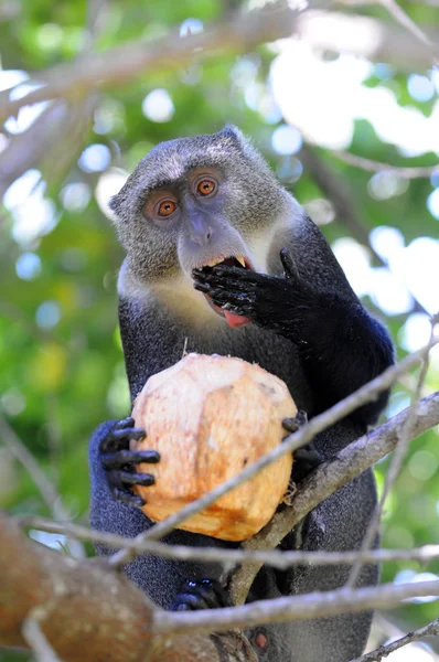 Opice Kokosem Stromě — Stock fotografie