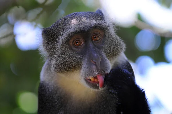 Macaco Animais Vida Natureza Fauna — Fotografia de Stock